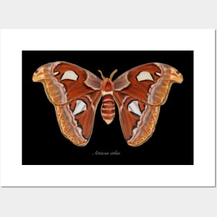 Atlas moth Posters and Art